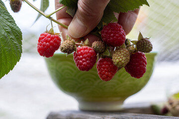 Hand-Picked Raspberries Resting Above a Green Bowl
