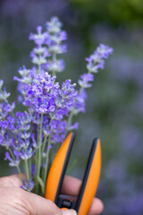 Freshly Snipped Lavender in Hand with Garden Shears