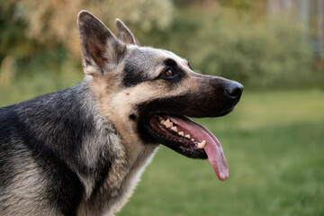 Close up selective focus of a german shepherd dog head