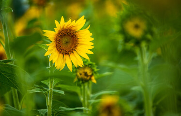 A single sunflower in bloom in a field.