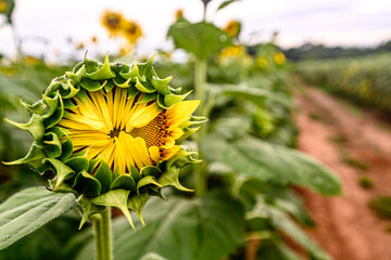 A crop of sunflowers on a farm.
