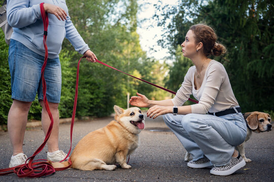 People with corgi and beagle dogs in park. Friends walking dogs.