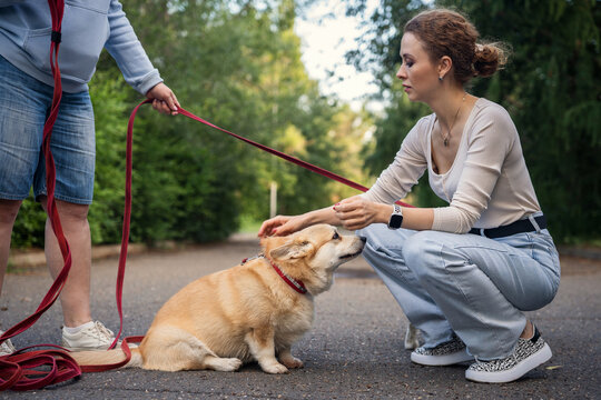 People with corgi and beagle dogs in park. Friends walking dogs.