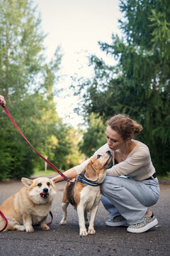 People with corgi and beagle dogs in park. Friends walking dogs.