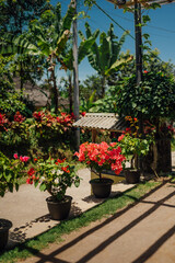 Potted Bougainvillea in a Sunlit Village Garden, Tetebatu, Lombok