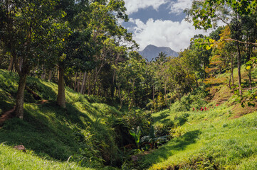 Fototapeta premium Jungle Path in Monkey Forest, Tetebatu, Lombok