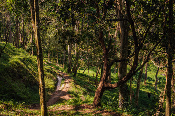 Sunny Forest Trail through Monkey Forest, Tetebatu, Lombok