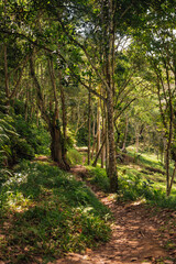 Obraz premium Sunlit Jungle Path in Monkey Forest, Tetebatu, Lombok