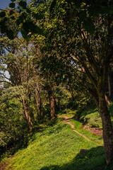 Shaded Jungle Trail in Monkey Forest, Tetebatu, Lombok