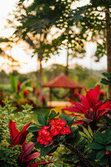 Red Euphorbia Flowers in Tropical Garden Tetebatu Lombok