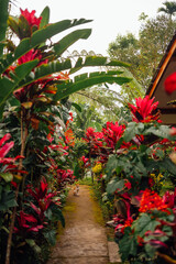 Vibrant Bromeliad Garden Path with Cat in Tetebatu Lombok Indonesia