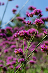 macro picture of violet flower