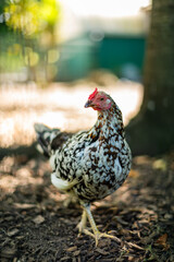 chicken in the park area