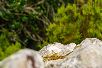 lizard on the rock in the mountains