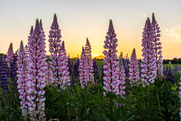 Pink and purple Lupine bloom in a field.
