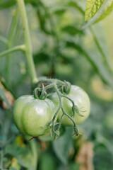 Two unripe green tomatoes growing on the vine in a garden.