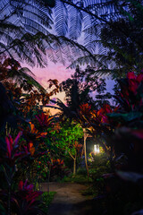 Evening light along a jungle path in Tetebatu, Lombok