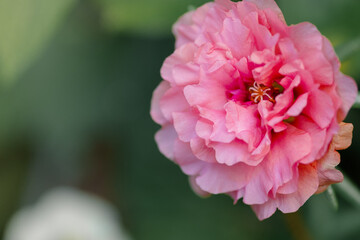 Close-up of a vibrant pink flower with ruffled petals in bloom.