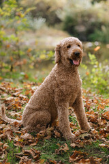 Curly-haired dog sitting in autumn leaves near a forest pond.