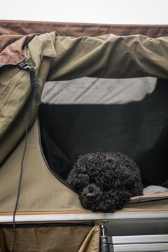 Black portuguese water dog resting in rooftop tent during camping trip