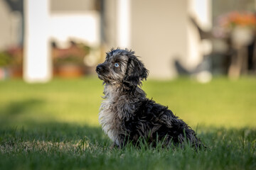 Fototapeta premium Blue-eyed doodle puppy sitting on grass in backyard sunlight