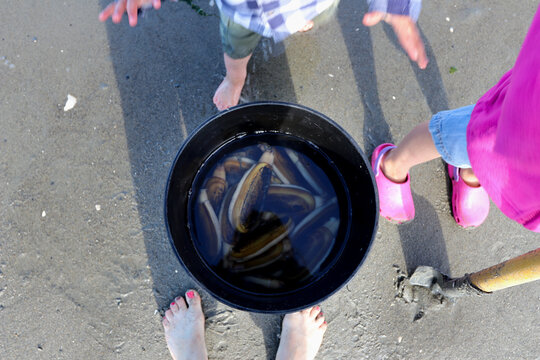 Freshly dug razor clams in a black bucket on sandy beach.