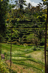 Scenic View of Terraced Rice Fields in Tetebatu, Lombok