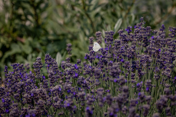 White butterfly resting on blooming purple lavender flowers