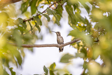 Hummingbird perched quietly on a branch amid green foliage