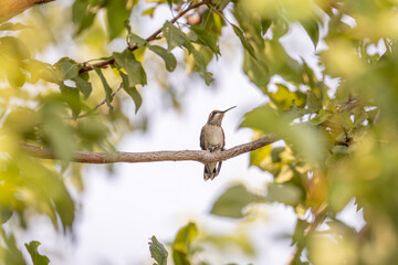 Hummingbird rests on tree branch surrounded by soft green foliage