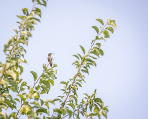 Hummingbird perched high on leafy tree branch against clear sky