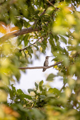 Hummingbird perched on branch amid lush green forest canopy