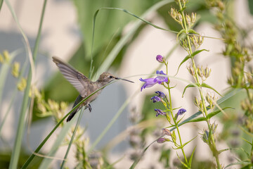 Hummingbird hovers near purple wildflower for nectar