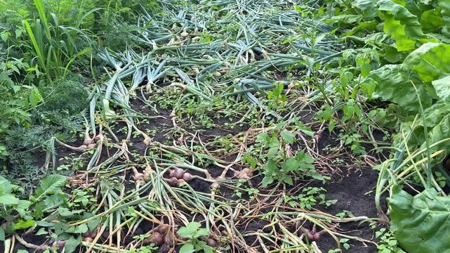 drying onions in garden bed for harvest
