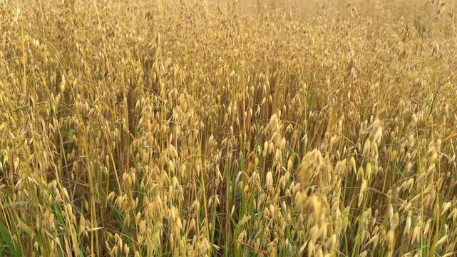golden oat field swaying gently in the wind