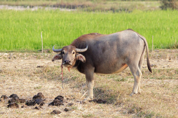 A full-body shot of a domestic Asian water buffalo (Bubalus bubalis) standing in a dry pasture with a vibrant green rice paddy field in the background.