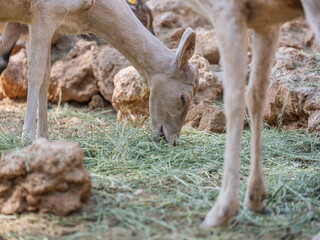 The cute deer on the farm