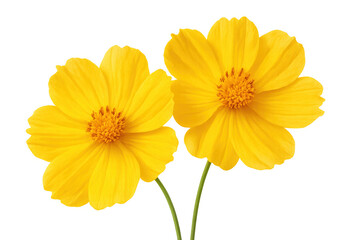 Obraz premium Two yellow cosmos flowers blooming on stems against a transparent background, capturing the beauty and freshness of nature