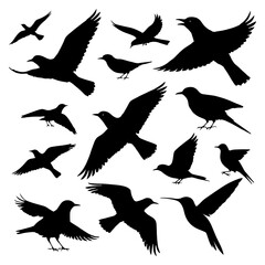 Set of black bird silhouettes flying with wings spread showing various species in nature and wildlife