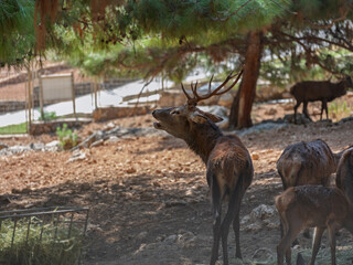The cute deer on the farm