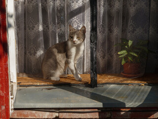 A cat and a potted plant bathed in sunlight filtering through a lace curtain