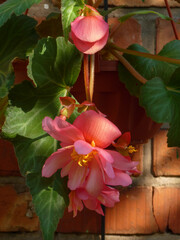 Close-up of pink begonia flowers and green leaves hanging against a brick wall