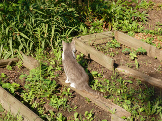 A domestic tabby cat walking on a wooden plank in a garden bed