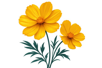 Two yellow cosmos flowers blooming on their thin green stems with transparent background, perfect for nature-themed projects
