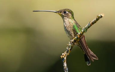 Glitzerbrillantkolibri-weibchen (Eugenes spectabilis)
