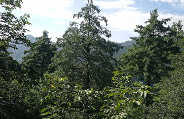 Mountain, blue sky, horizon and multiple trees. Natural scene, scenic beauty and paradise on earth.