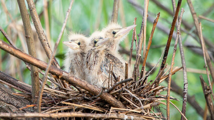 little bird in the grass