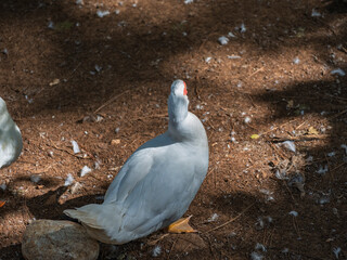 The cute ducks on a farm