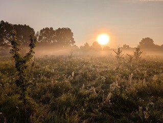 Golden morning fog embraces wildflowers at sunrise in harmony.