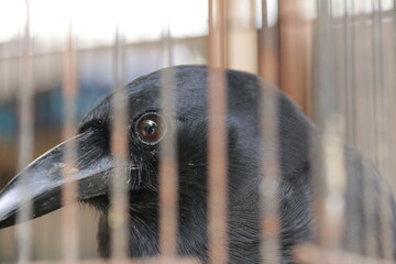 Close-up of a black crow's head and eye, seen through the bars of a cage.